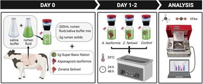 Methane Reduction Potential of Two Pacific Coast Macroalgae During in vitro Ruminant Fermentation